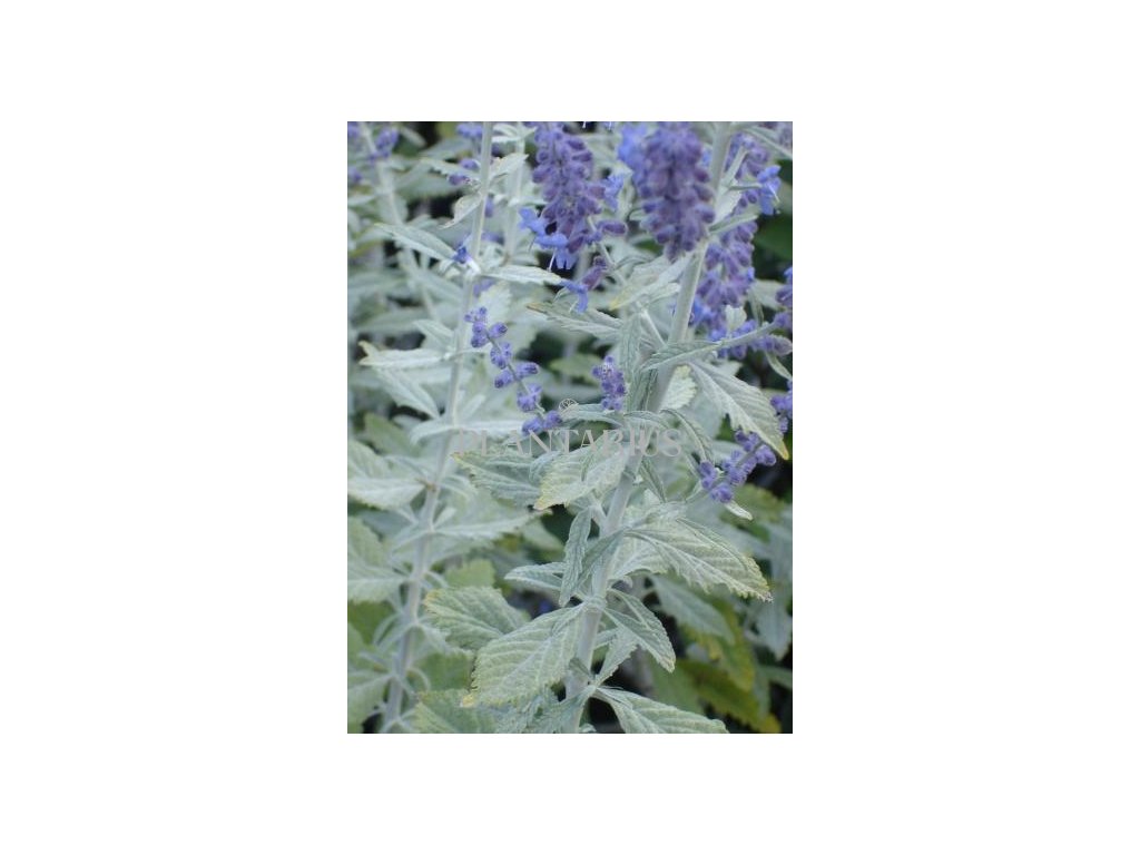 Perovskie lebedolistá 'Silvery Blue' / Perovskia atriplicifolia 'Silvery Blue' (Varianta Kontejner o objemu 1,5 litru)