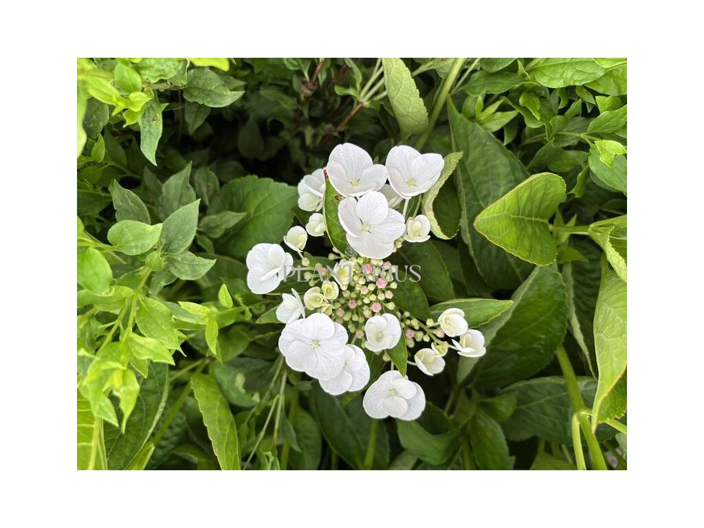 66132 hortenzie velkolista libelle hydrangea macrophylla libelle kontejner o objemu 2 litry