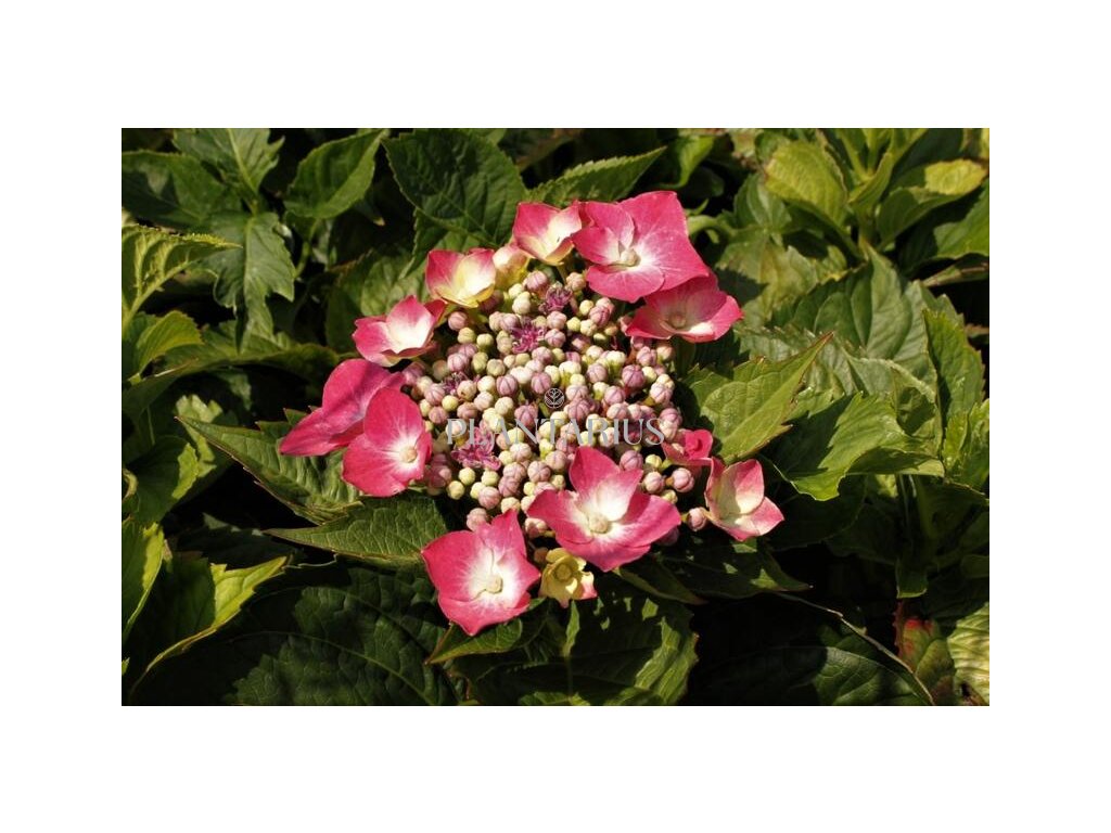 66204 hortenzie velkolista kardinal hydrangea macrophylla kardinal kontejner o objemu 2 litry