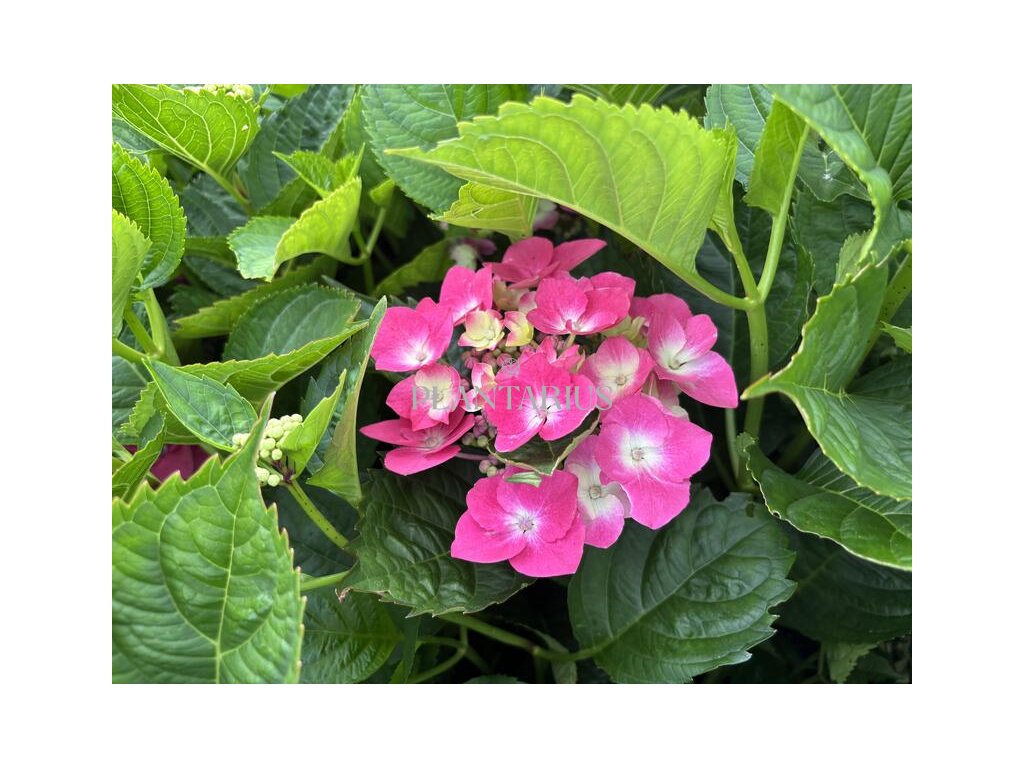 66297 hortenzie velkolista kardinal blue hydrangea macrophylla kardinal blue kontejner o objemu 2 litry