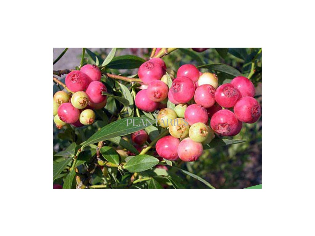 Borůvka chocholičnatá 'Color Bells Pink' / Vaccinium corymbosum 'Color Bells Pink'