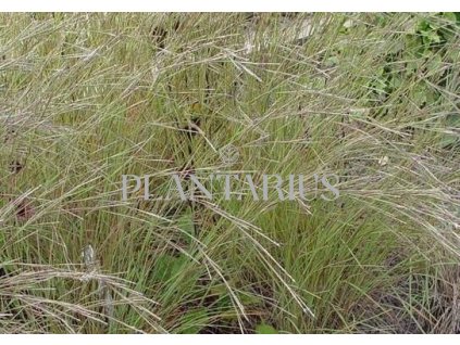 Vousatice metlatá 'Wildwest' / Andropogon scoparius 'Wildwest'