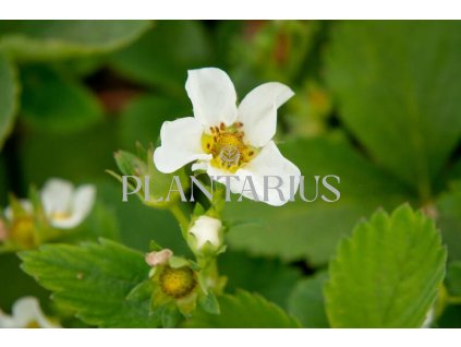 Jahodník jednouplodící 'Allegro' / Fragaria ananassa 'Allegro'