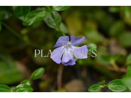 Barvínek menší 'Bowles Cunningham' / Vinca minor 'Bowles Cunningham'