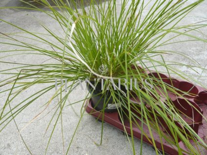 Ostřice štíhlá / Carex acuta