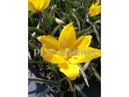 Tulipán botanický lesní / Tulipa sylvestris
