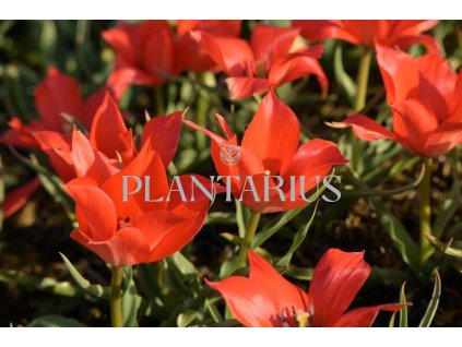 Tulipán botanický linifolia / Tulipa linifolia