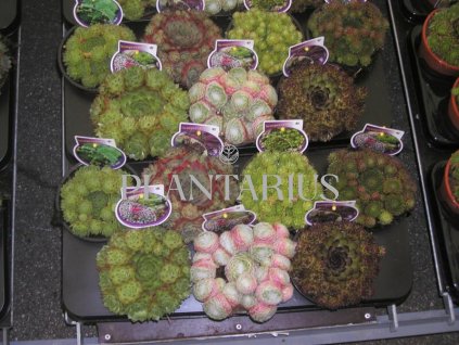 Netřesk mix / Sempervivum mix