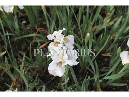 Kosatec sibiřský 'Not Quite White' / Iris sibirica 'Not Quite White'