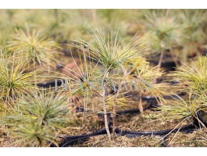 Borovice Armandova / Pinus armandii