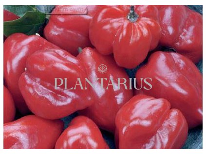 Paprika chilli 'Habanero Red' / Capsicum annuum 'Habanero Red'