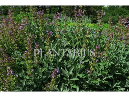 Šalvěj lékařská / Salvia officinalis