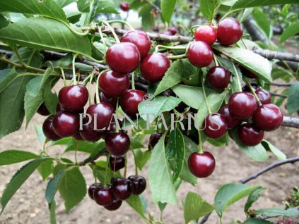 Višeň pozdní - kyselka 'Morellenfeuer' / Prunus cerasus 'Morellenfeuer'