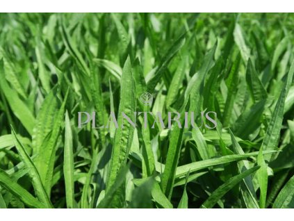 Jitrocel kopinatý / Plantago lanceolata