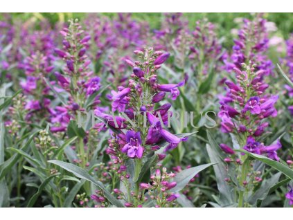 Dračík vousatý 'Pristine Lila Purple' / Penstemon barbatus 'Pristine Lila Purple'