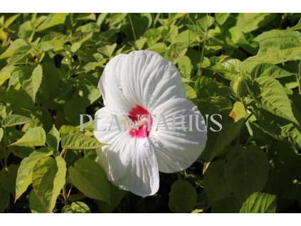 Ibišek bahenní 'Nippon White' / Hibiscus moscheutos 'Nippon White'
