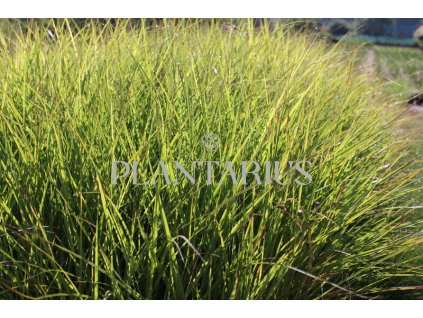 Ozdobnice čínská 'Ibiza' / Miscanthus sinensis 'Ibiza'