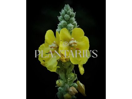 Divizna velkokvětá / Verbascum densiflorum