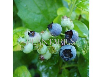 Borůvka chocholičnatá, kanadská borůvka 'Polaris' / Vaccinium corymbosum 'Polaris'