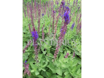 Šalvěj hajní 'Salute Blue' / Salvia nemorosa 'Salute Blue'