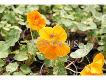 Lichořeřišnice 'Tip Top Alaska Mix' / Tropaeolum majus 'Tip Top Alaska Mix'