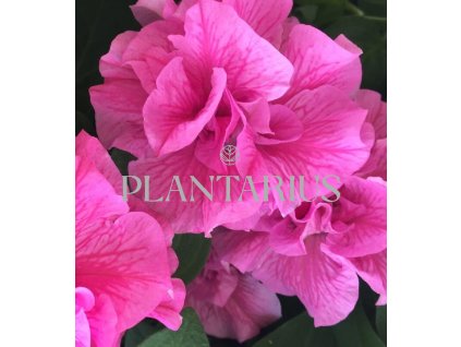 Petúnie 'Tumbelina Candyfloss' / Petunia hybrida 'Tumbelina Candyfloss'