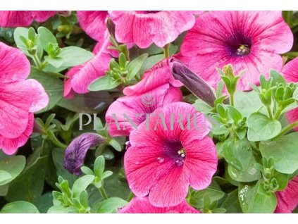 Petúnie 'Sweet Pleasure Hot Pink' / Petunia hybrida 'Sweet Pleasure Hot Pink'