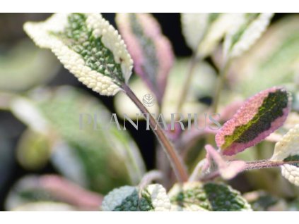 Šalvěj lékařská 'Tricolor' / Salvia officinalis 'Tricolor'
