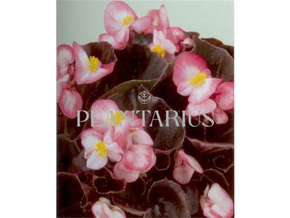 Begónie stálokvětá, ledovka, voskovka 'Marsala Bicolor' / Begonia semperflorens 'Marsala Bicolor'