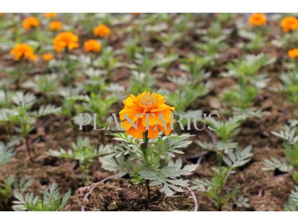 Aksamitník rozkladitý, afrikán 'Texana Orange' / Tagetes patula 'Texana Orange'