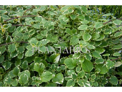 Moud, plektrantus 'Variegatus' / Plectranthus coleoides 'Variegatus'