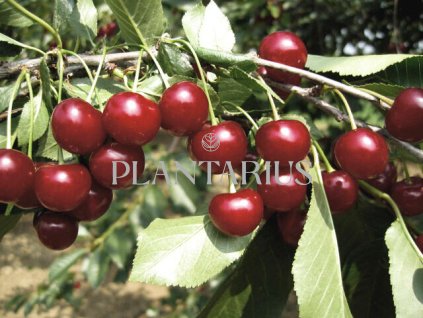 Višeň pozdní - kyselka 'Újfehértoi Fürtös' / Prunus cerasus 'Ujfehértoi Fürtös'