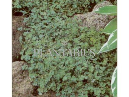 Plazilka magelandská / Acaena magellanica