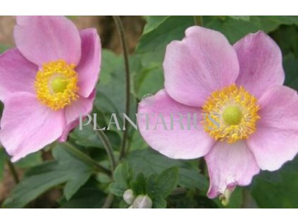 Sasanka japonská 'Richard Ahrens' / Anemone hupehensis 'Richard Ahrens'