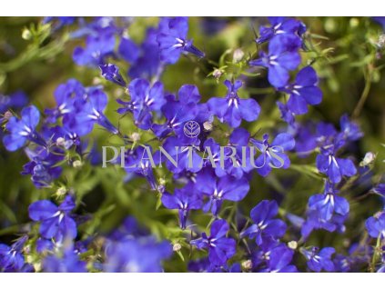 Lobelka 'Riviera Marine Blue' / Lobelia erinus 'Riviera Marine Blue'