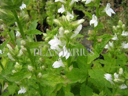 Lobelka 'Alba' / Lobelia siphilitica 'Alba'