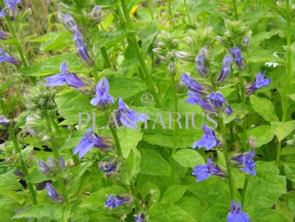 Lobelka 'Blaue Auslese' / Lobelia siphilitica 'Blaue Auslese'