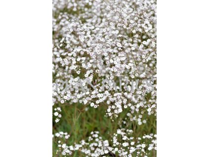 Šater latnatý 'Festival White' / Gypsophila paniculata 'Festival White'