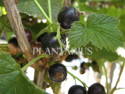 Rybíz černý 'Titania' / Ribes nigrum 'Titania'