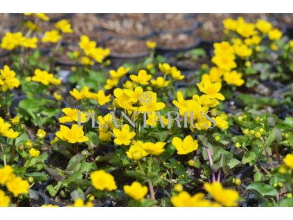 Blatouch bahenní / Caltha palustris