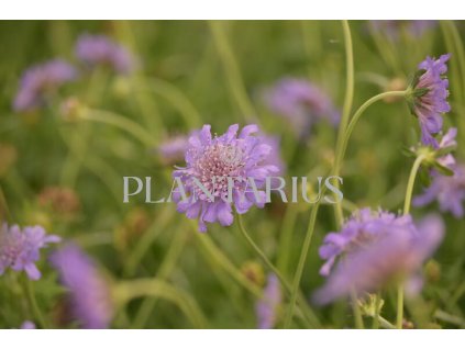 Hlaváč 'Butterfly Blue' / Scabiosa columbaria 'Butterfly Blue'