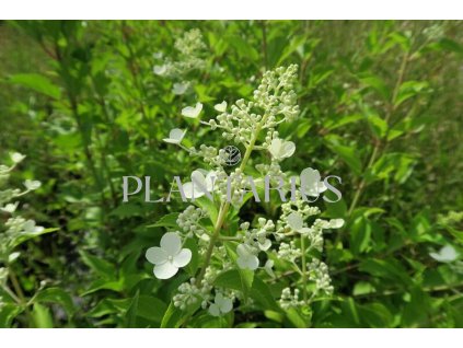 Hortenzie latnatá 'Kyushu' / Hydrangea paniculata 'Kyushu'