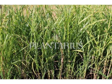 Ozdobnice / Miscanthus transmorrisonensis