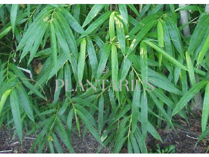 Bambus / Pseudosasa japonica