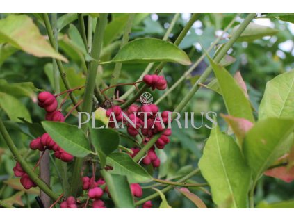 Brslen evropský / Euonymus europaeus