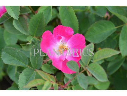 Růže lesklá / Rosa nitida