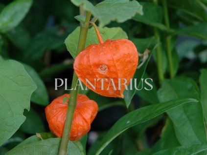 Mochyně 'Gigantea' / Physalis franchetii 'Gigantea'