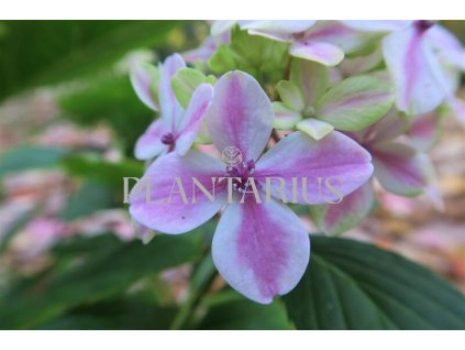 Hortenzie velkolistá 'Peppermint' / Hydrangea macrophylla 'Peppermint'