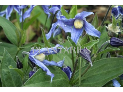 Plamének celolistý / Clematis integrifolia