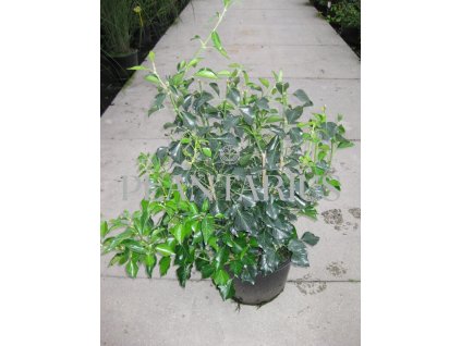 Břečťan popínavý 'Arborescens' / Hedera helix 'Arborescens'